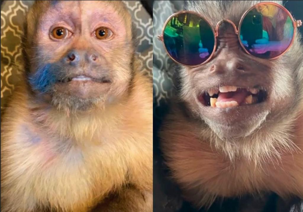 Con más de 17.6 millones de seguidores en TikTok, el mono George se convirtió en una de las 'celebridades' de las redes sociales del momento. (TikTok)