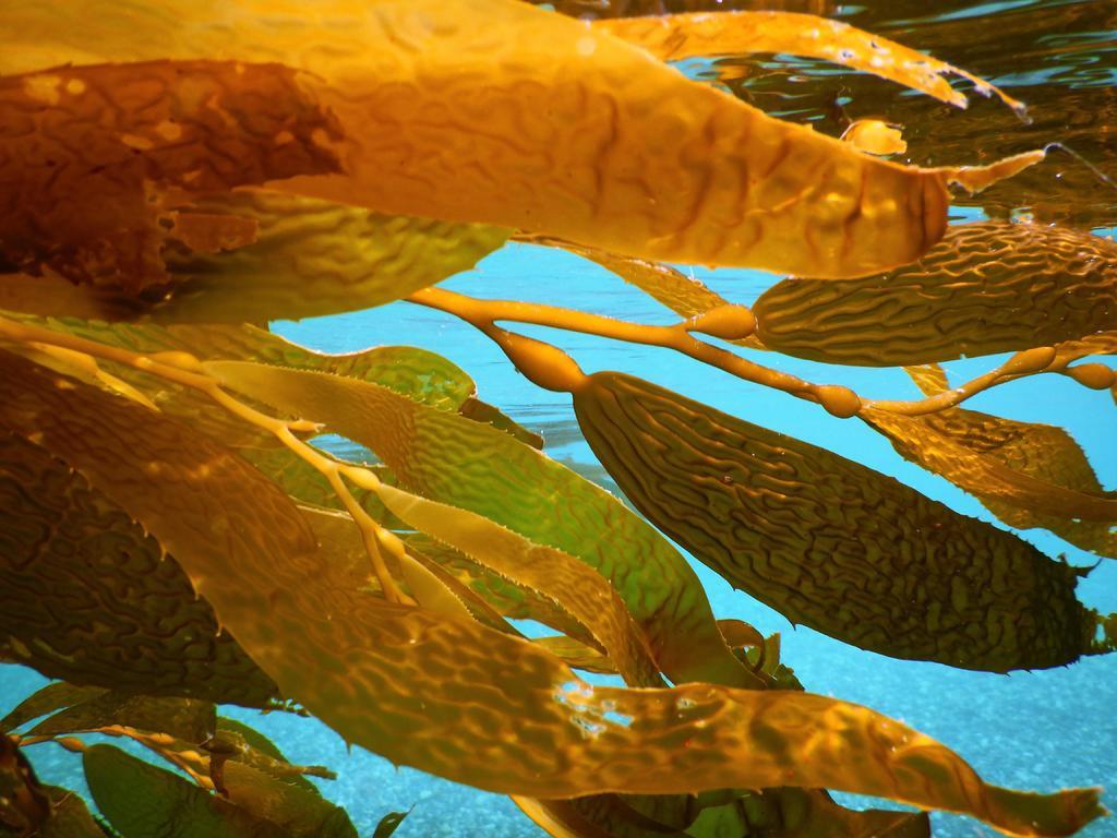 Los daños que producen las algas tóxicas aumentan al mismo tiempo que el consumo de marisco y el desarrollo de las zonas costeras. Esta es la principal conclusión de un estudio en el que se han examinado 9,500 floraciones nocivas de algas en todo el planeta durante 33 años. (ESPECIAL) 
