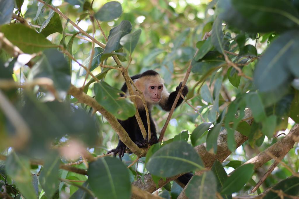 Existen dos tipos de capuchino: los gráciles y los robustos, los primeros tienen un mechón de pelo, mientras que los segundos carecen de él. (ESPECIAL)