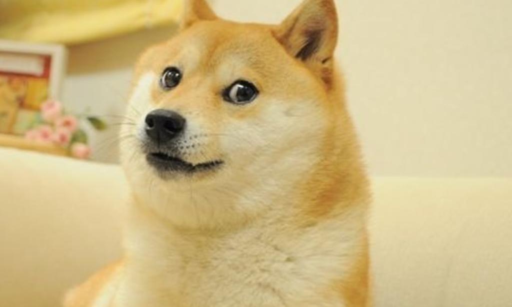 La fotografía de 'Doge', cuyo verdadero nombre es 'Kabosu', comenzó a circular en la red en el año 2010, ganando en poco tiempo gran popularidad entre internautas hasta volverse un famoso meme (ESPECIAL) 