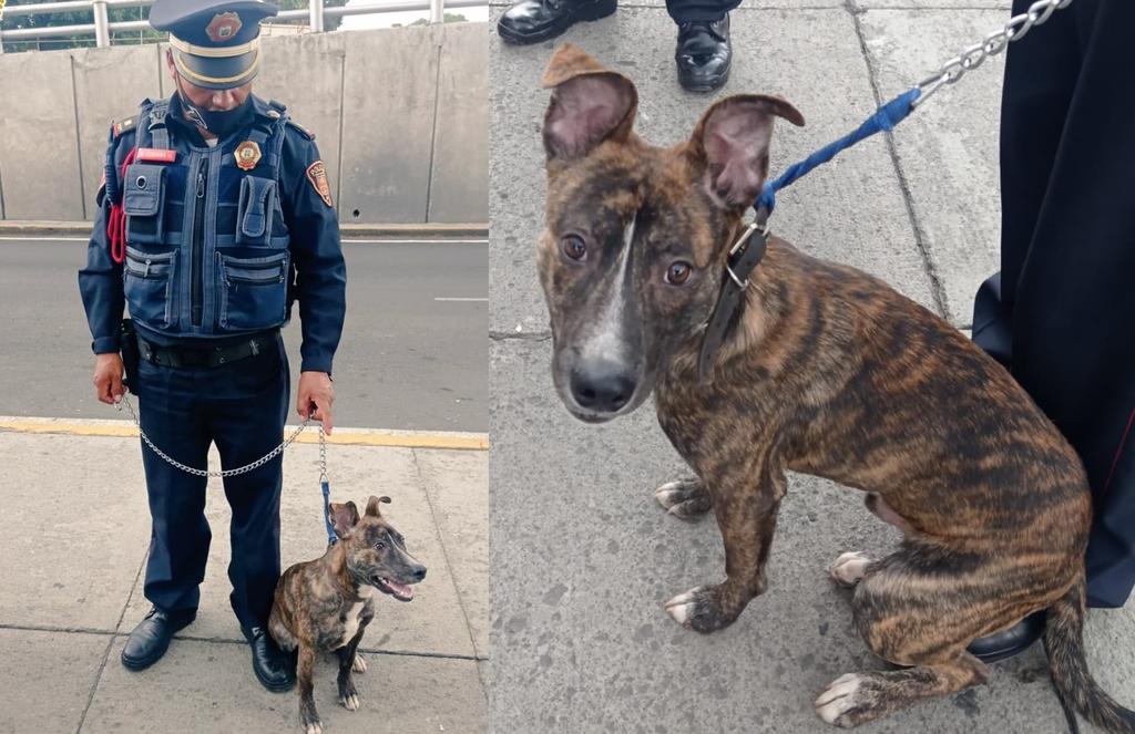 El can fue localizado por un elemento de la Policía Bancaria e Industrial, mientras permanecía atado a un poste en la alcaldía Gustavo A. Madero (TWITTER) 