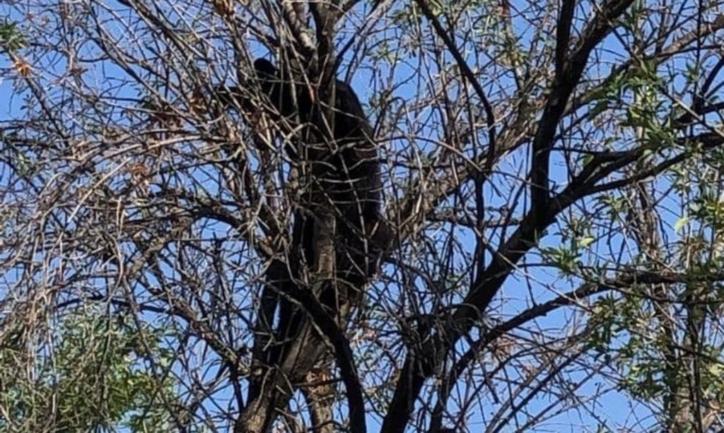 El oso se encontraba en lo alto de un árbol en el interior de las instalaciones de la Facultad de Economía de la Universidad Autónoma de Nuevo León (ESPECIAL)  