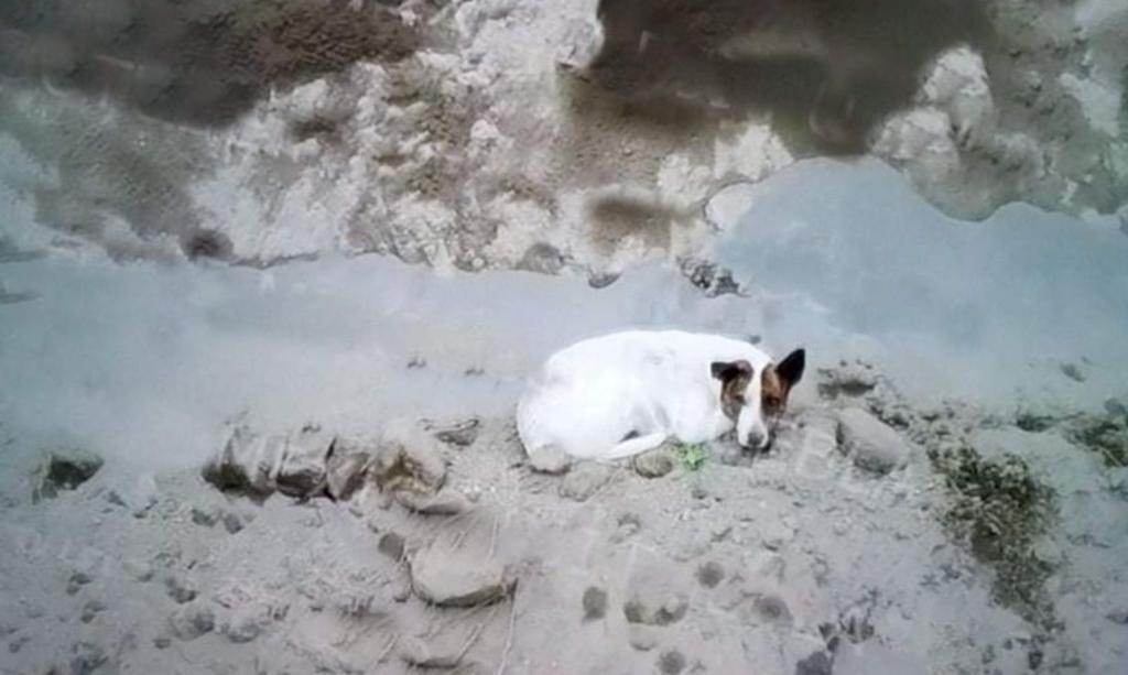 El can fue visto en el interior del enorme hoyo ubicado en el municipio de Juan C. Bonilla, en Puebla, gracias a un recorrido que se hizo con ayuda de un dron (ESPECIAL) 