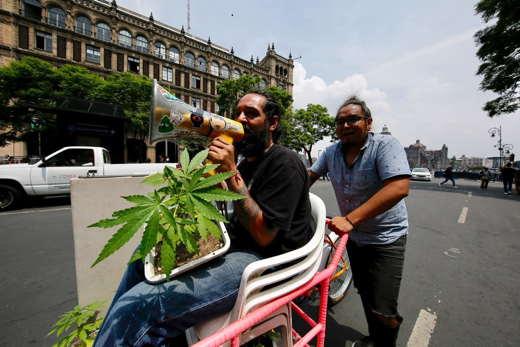 El Poder Legislativo lleva más de dos años postergando la regulación de la cannabis. (EFE)
