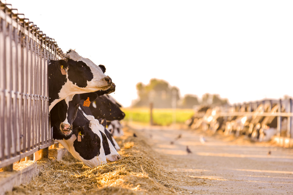 El Distrito Laguna Coahuila tuvo un promedio anual de 2011 al 2020 de más de 1 millón 361 mil 472.53 (en miles de litros) de leche de ganado bovino y caprino. (ARCHIVO)