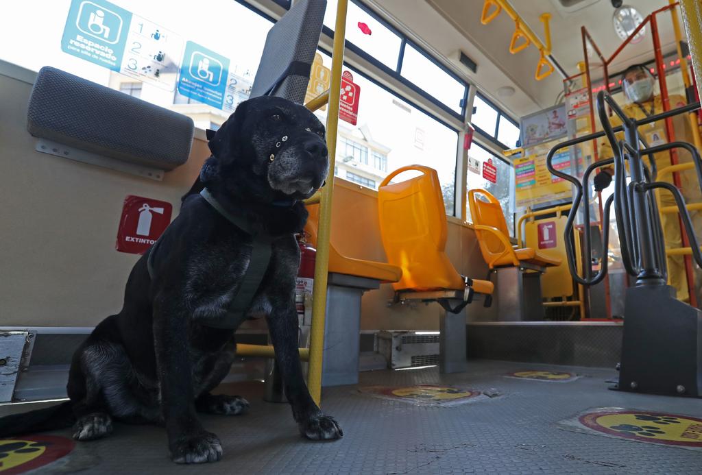 Tras ser abandonado en la plaza  plaza Alonso de Mendoza en La Paz, Bolivia, el can fue adoptado por los encargados del sistema de transporte público 'PumaKatari', con quienes se volvió un experto en las rutas de las unidades (EFE) 