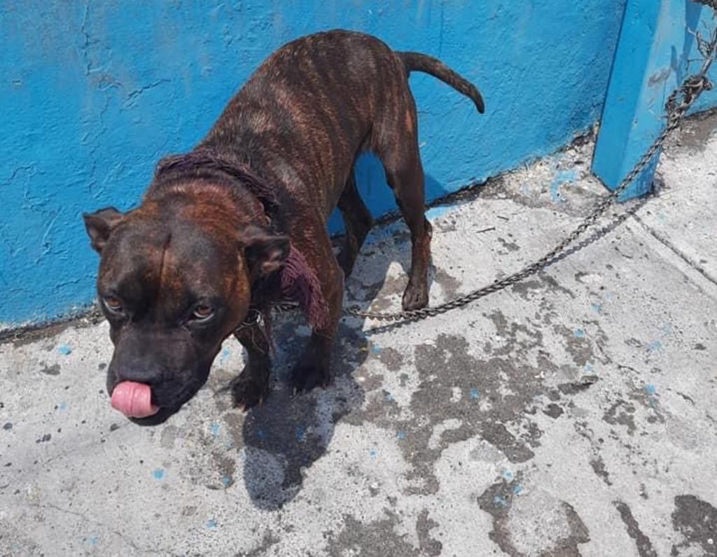 Los días de maltrato y sufrimiento terminaron para una perrita bóxer, luego de que elementos de la Policía Ambiental la recataran el pasado jueves, y fue este lunes cuando por fin logró tener una familia, al ser adoptada. (ISABEL AMPUDIA)