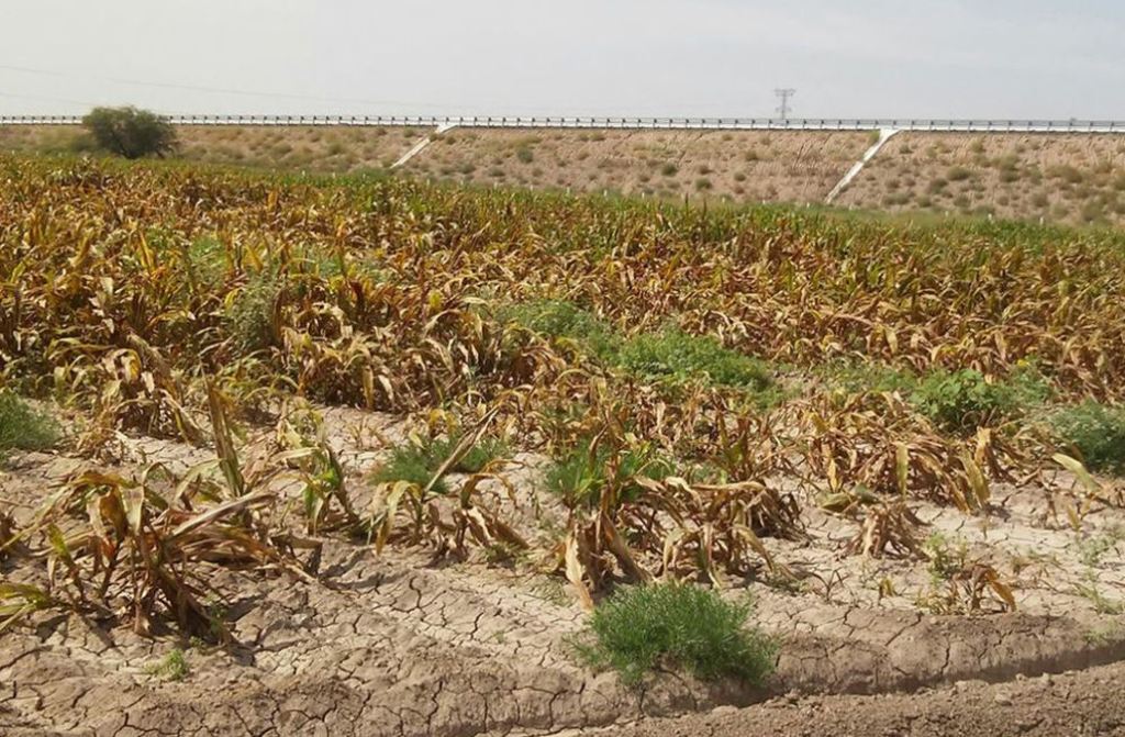 Catarino Domíguez aseguró que se han detectado plagas en cientos de hectáreas de la región Laguna de Durango. (ARCHIVO)