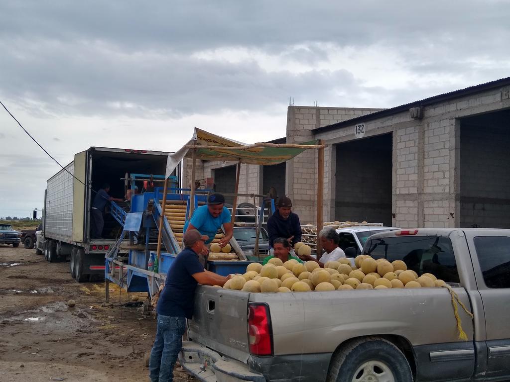 “Más vale poco que nada” dicen los productores de melón del municipio de San Pedro, ante el bajo precio que todavía registra en el producto, pues la cotización se mantiene en dos pesos por kilogramo. (MARY VÁZQUEZ)