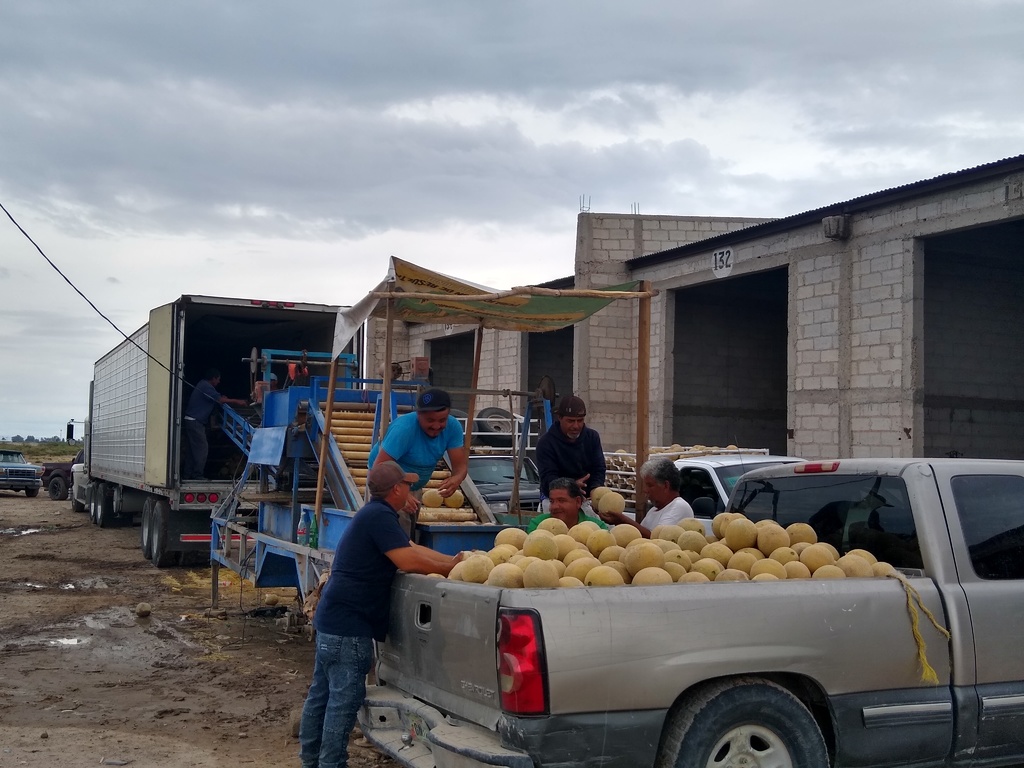 Productores de melón y sandía están desesperados por lo poco que les pagan por sus cosechas. (EL SIGLO DE TORREÓN) 