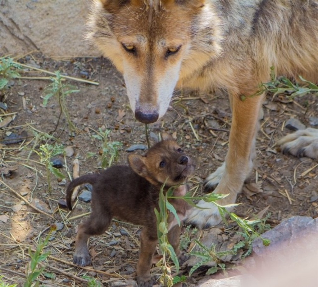 En el Museo del Desierto, en la ciudad de Saltillo, han nacido entre cuatro y cinco camadas del lobo gris mexicano.