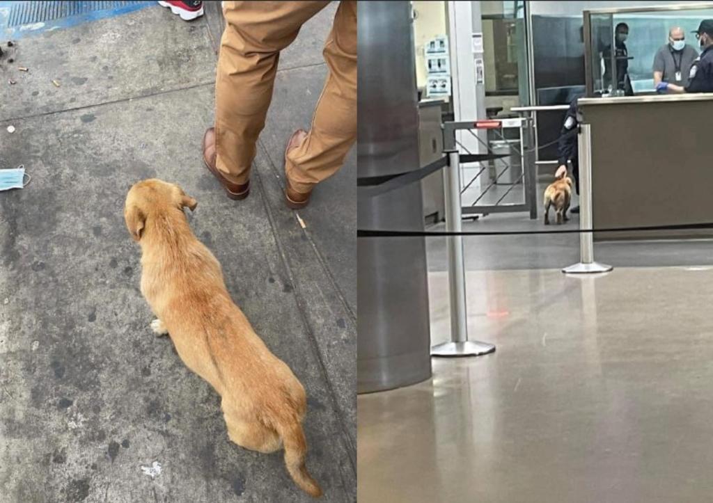 Las fotografías de un perrito 'migrante' se volvieron virales en la frontera de Tijuana y California luego de cruzar con ayuda de los oficiales fronterizos 'sin papeles'. (ESPECIAL) 