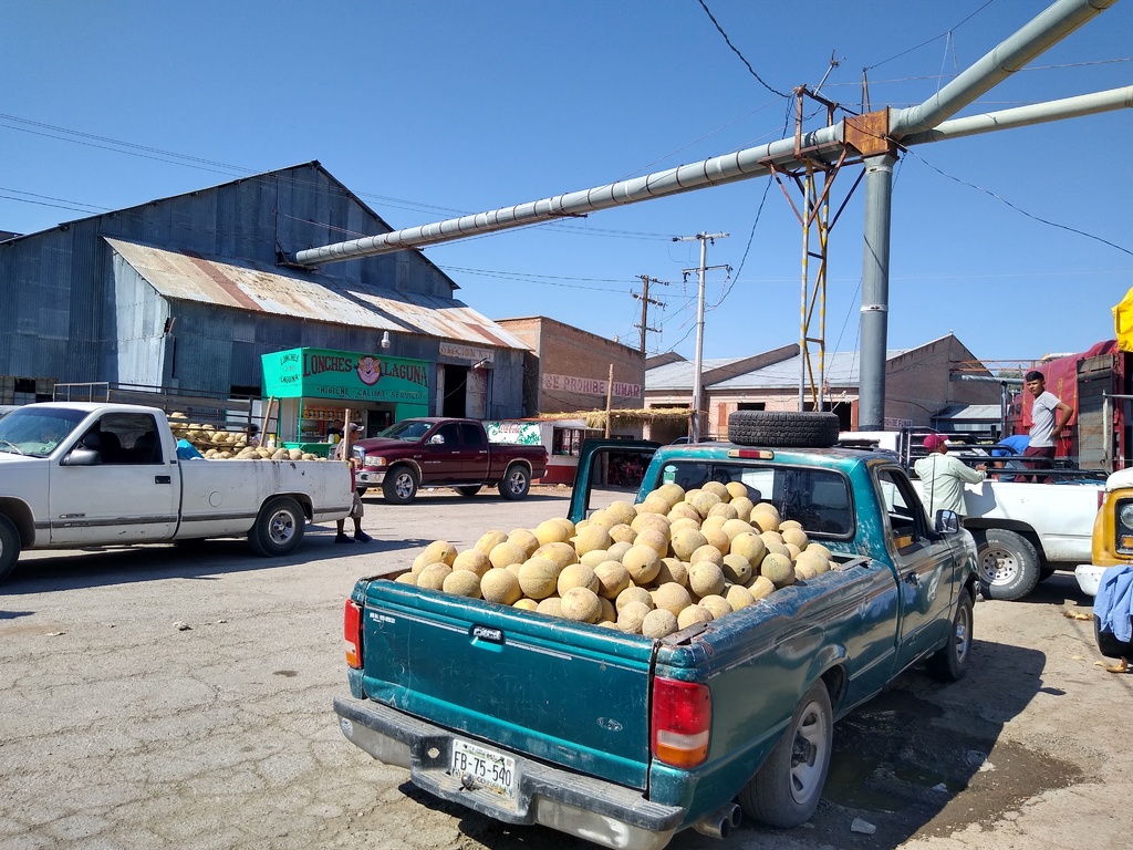 De nueva cuenta los productores se ven obligados a vender muy barato el melón y sandía. (EL SIGLO DE TORREÓN) 