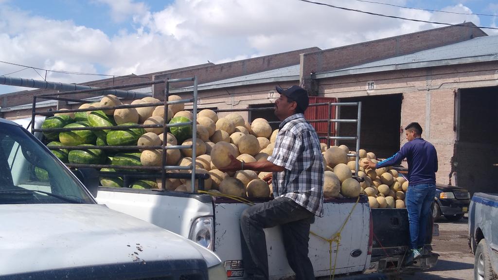 Ante la falta de compradores, productores de melón de San Pedro, registran perdidas importantes, pues además del bajo precio que están pagando, al no colocar su producto se les está echando a perder, incluso algunos han tenido que tirar parte de la cosecha. (MARY VÁZQUEZ)