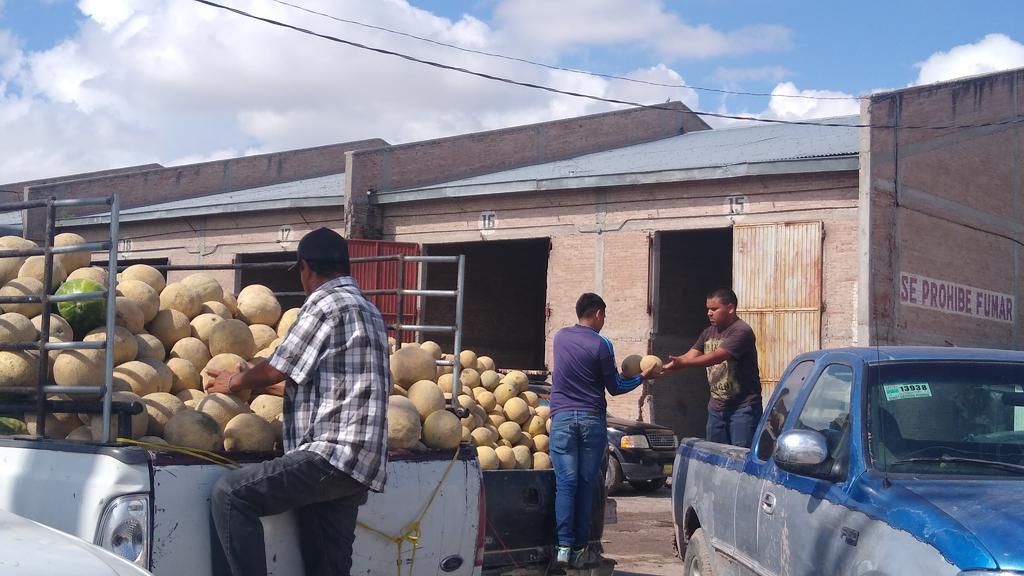 El desplome del precio del melón en la Comarca Lagunera obedece a la sobre producción que hay, ya que se duplicó la superficie que se sembró, pues de 350 hectáreas pasó de a más de 600, en tanto que en Tlahualilo se establecieron cerca de 800 hectáreas de la fruta, aunado a las lluvias que se registran en las ciudades en donde se consume la fruta no permite el “movimiento” de mercancías. (MARY VÁZQUEZ)
