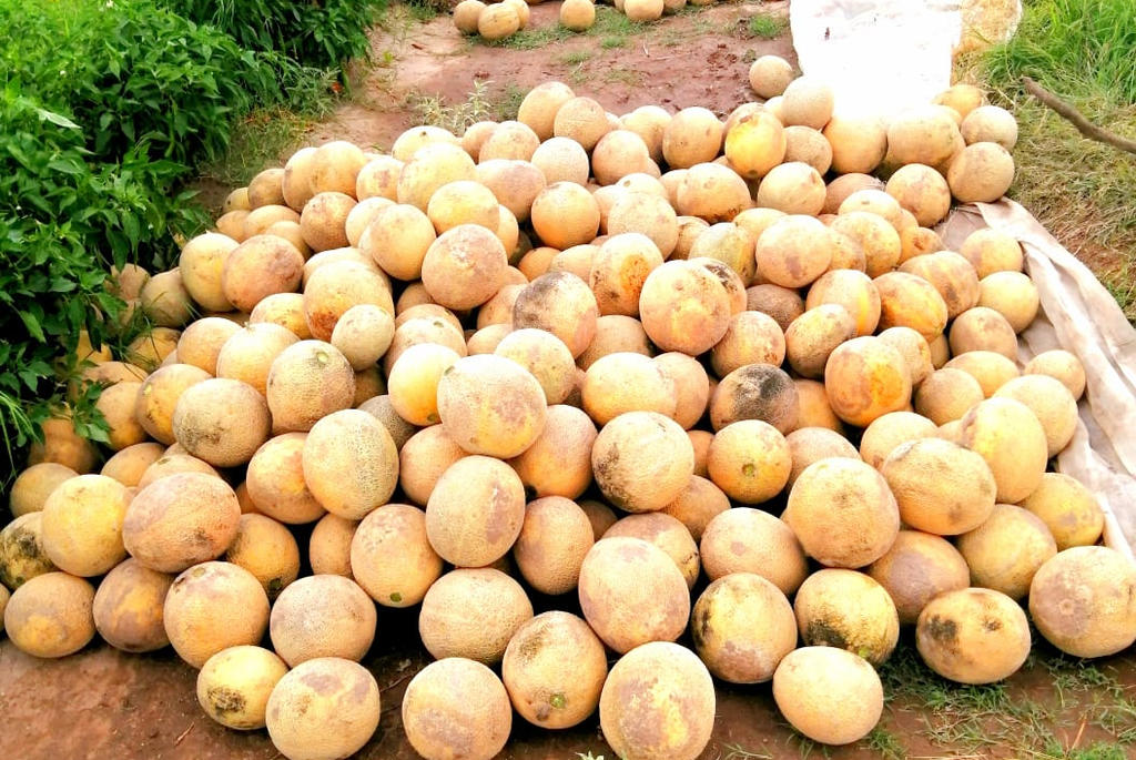 El diputado federal electo, Omar Castañeda González, informó que el punto de acuerdo se presentó el martes pasado, en busca de terminar con el coyotaje que afecta el precio de comercialización del melón.
(ARCHIVO)
