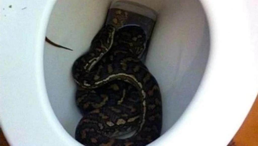 La mujer se comunicó con las autoridades correspondientes al ver a la serpiente intentar salir de su inodoro (ESPECIAL) 