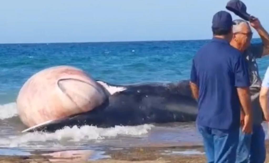 La especie será removida y sepultada para evitar riesgos a la población. (ESPECIAL)