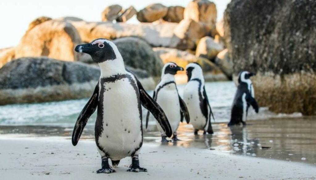 De acuerdo al acuario, los resultados de la necropsia inicial no pudieron determinar las causas de muerte de los pingüinos, por lo que se espera que un equipo de veterinarios pueda determinarlas mediante diversos estudios (ESPECIAL) 