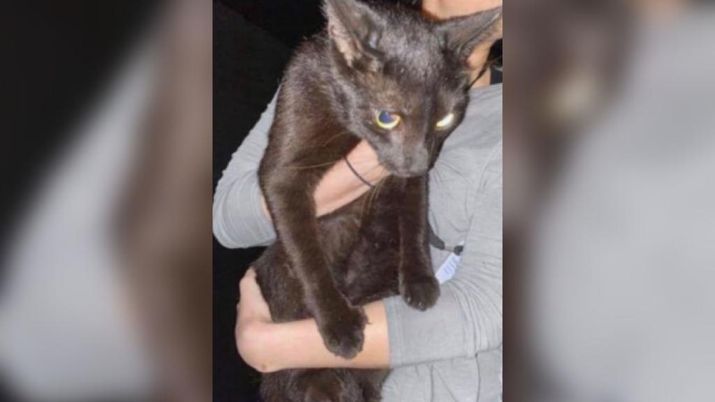 Binx, un gato que vivía en el noveno piso del edificio del sur de Florida que se desplomó el mes pasado, ha sido hallado ileso y devuelto a su familia, indicaron funcionarios el viernes. (AP) 
