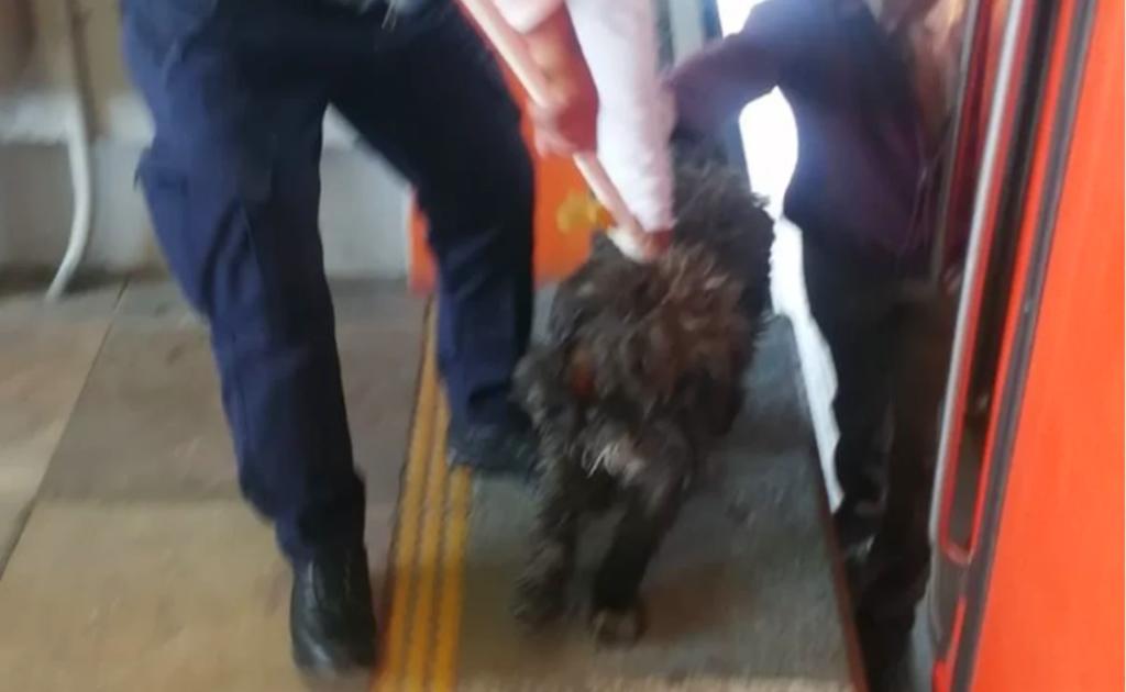 El Sistema de Transporte Colectivo de la Ciudad de México dio a conocer a través de sus redes sociales el rescate de un perro que se encontraba en la interestación Impulsora- Río de los Remedios de la Línea B. (ESPECIAL)
