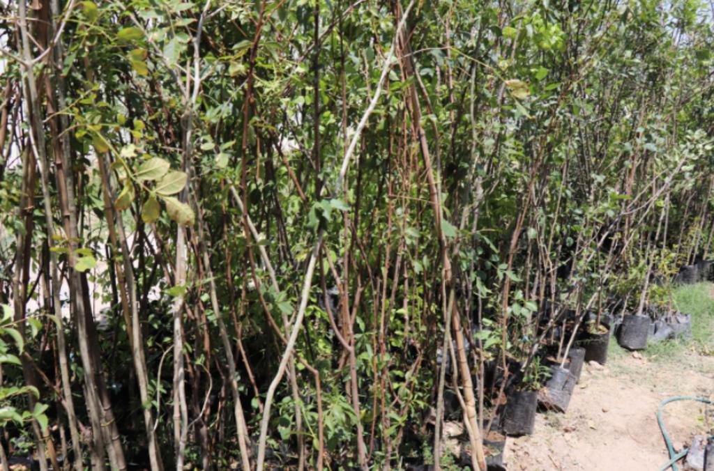 En poco más de 2 años y medio se han plantado más de 7 mil árboles en las diversas campañas de forestación que ha llevado a cabo el Departamento de Ecología, en Francisco I Madero, pero reconocen que sólo aproximadamente el 50 por ciento sobrevive. (ARCHIVO) 
