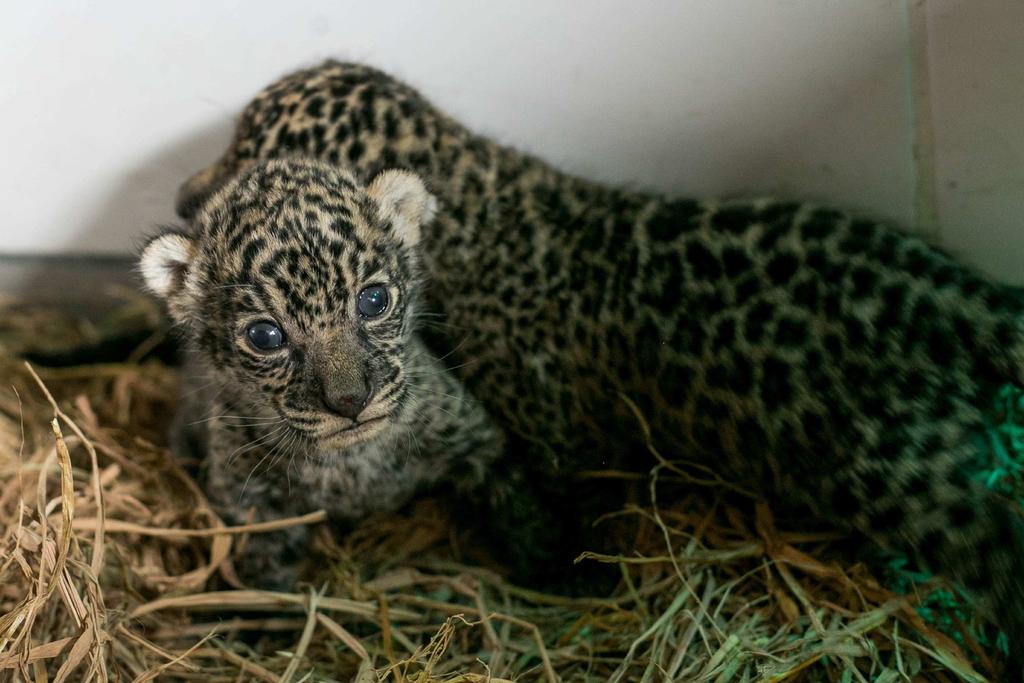 El Tráfico Ilegal De Fauna Silvestre Amenaza A Más De 300 Especies En Perú El Siglo De Torreón 0113