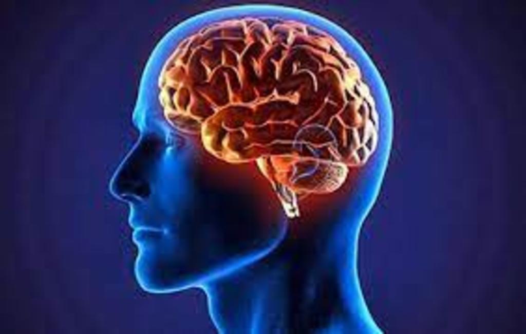 En el lóbulo temporal del cerebro se ha descubierto un nuevo tipo de neuronas de memoria que vinculan la percepción de los rostros con la memoria a largo plazo, lo que explica cómo el cerebro guarda la cara de los seres queridos, según un estudio que publica Science. (ESPECIAL) 
