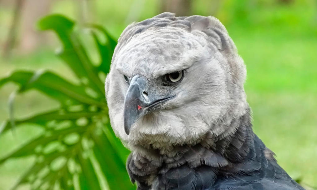 La deforestación amenaza con matar de hambre a una de las águilas más  grandes | El Siglo de Torreón
