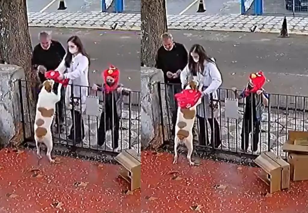 Del mismo modo que le fue robado su suéter, una familia se acercó al perro para obsequiarle otro (CAPTURA) 