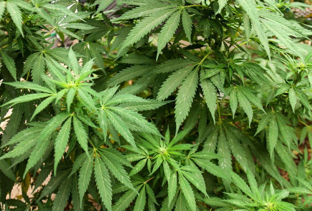 El líder de la mayoría del Senado de EUA, el demócrata Chuck Schumer, presentó este miércoles una propuesta de ley para despenalizar el consumo a nivel federal de la marihuana, una sustancia que ya es legal en 18 de los 50 estados del país. (ESPECIAL) 
