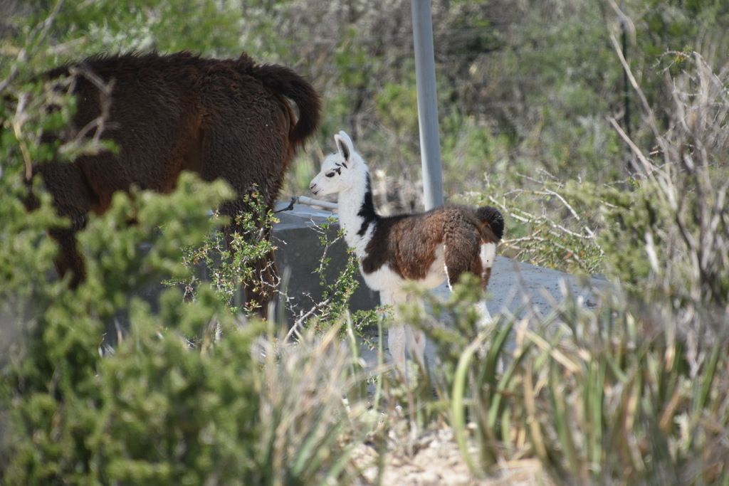 La llama nació el jueves de la semana pasada en Monclova.