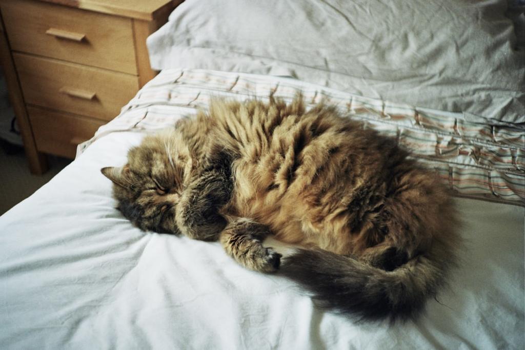 Las personas que tienen COVID-19 la transmiten con frecuencia a sus mascotas y los gatos que duermen en la cama con sus dueños 'parecen correr un riesgo especial de infección', sugiere un estudio presentado en el Congreso Europeo de Microbiología Clínica y Enfermedades Infecciosas. (ARCHIVO) 
