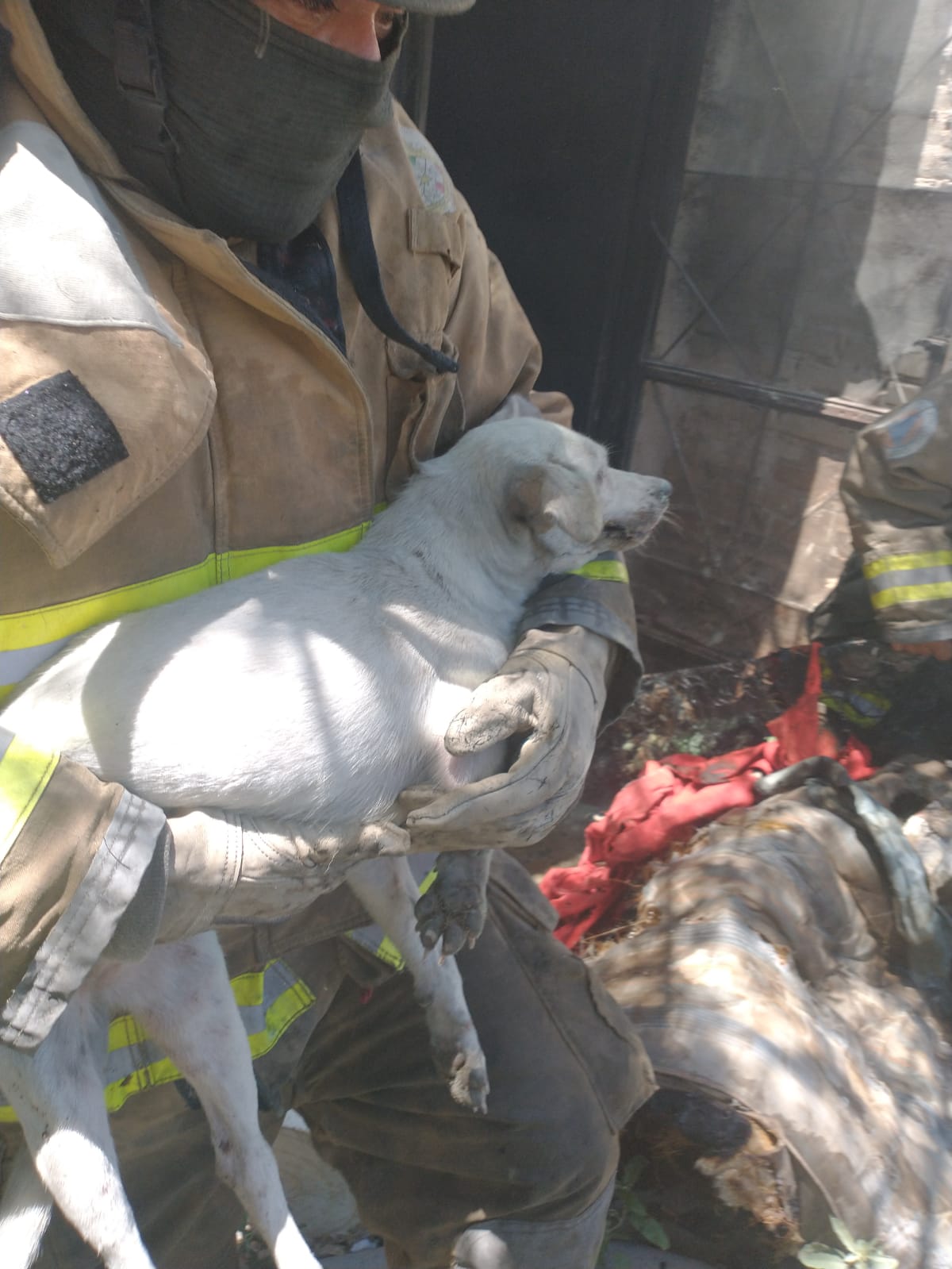 Hombre y una perrita junto a sus cachorros son recatados de incendio en Gómez Palacio