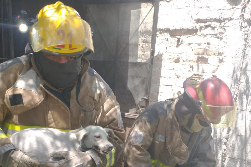 Bomberos de Gómez Palacio atienden reporte de incendio en vivienda de la colonia Nuevo Refugio, en el lugar lograron rescatar a un hombre de 64 años de edad el cual resultó intoxicado y a una perra y sus cuatro cachorros.
