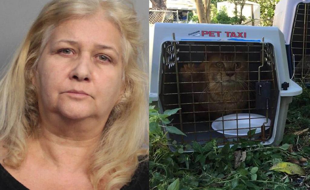 La mujer que era voluntaria en diversas organizaciones de rescate animal, llevaba a los gatos a su hogar donde supuestamente los alimentaba (ESPECIAL) 