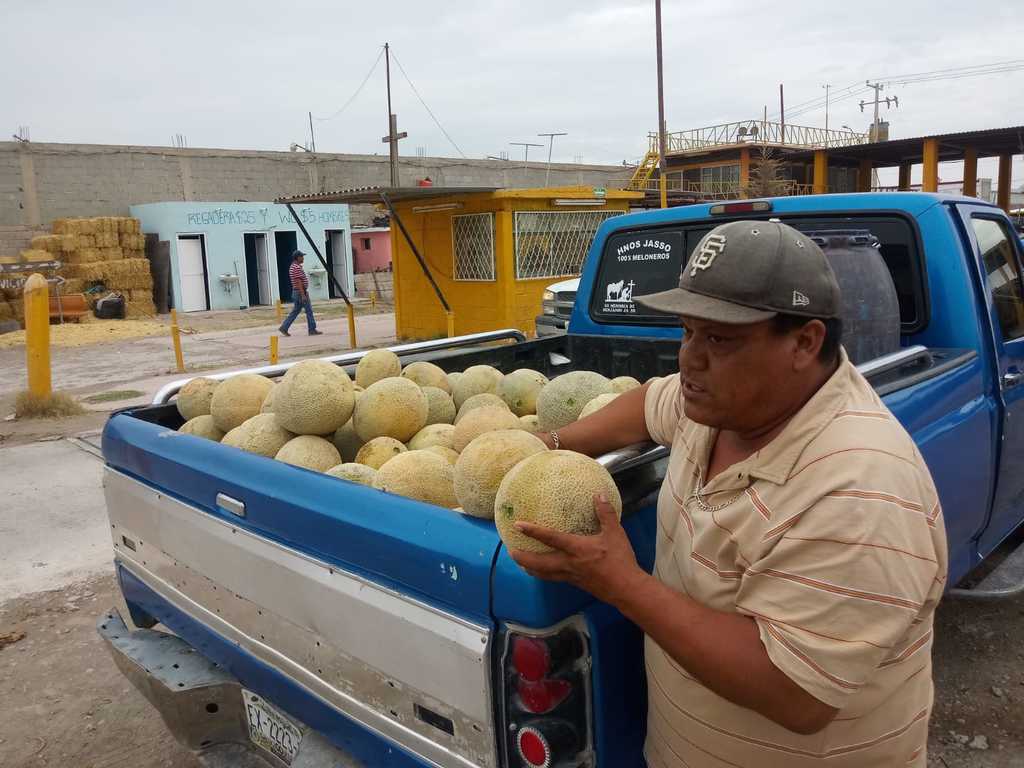 El melón cayó de precio hasta los 2 pesos o 2.30, lo que les resulta muy perjudicial. (EL SIGLO DE TORREÓN) 