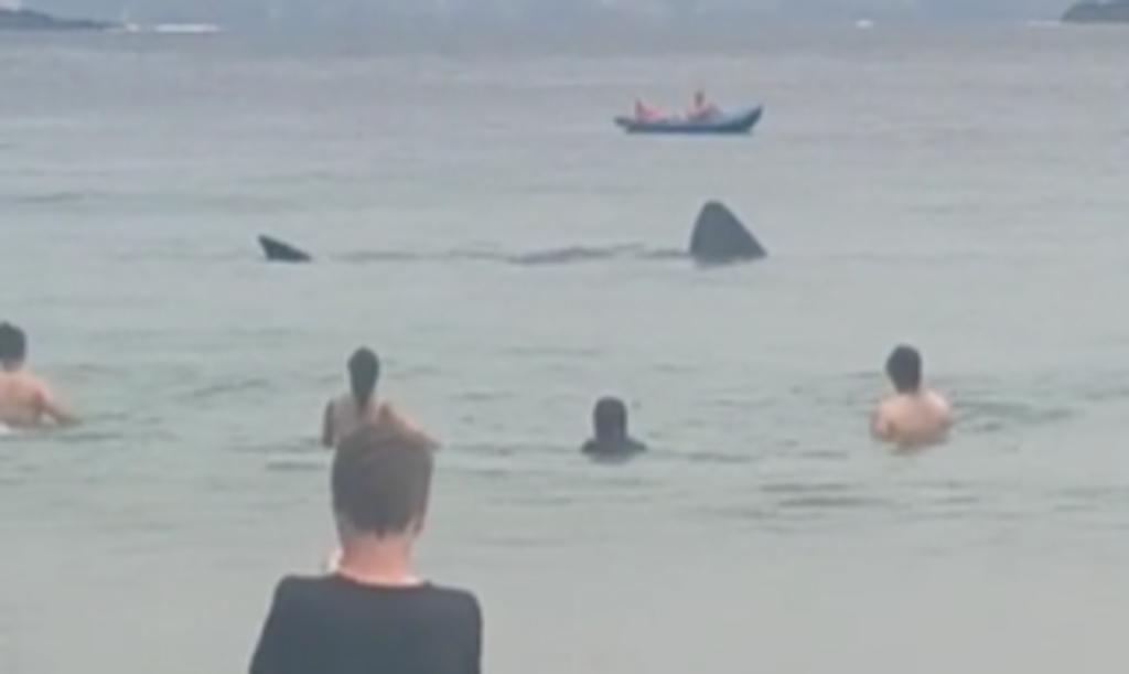 Los tiburones se alejaron de la playa luego de unos minutos (CAPTURA)