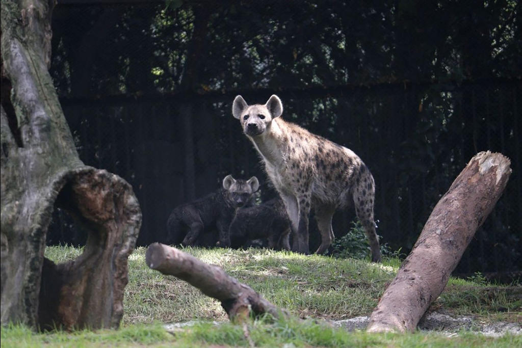 Las hienas son una especie muy social que vive en grupos que pueden superar el centenar, pero dentro de sus clanes hay orden, una jerarquía matrilineal específica. Ahora, una nueva investigación ha constatado que las crías heredan las redes sociales de sus madres. (ARCHIVO) 
