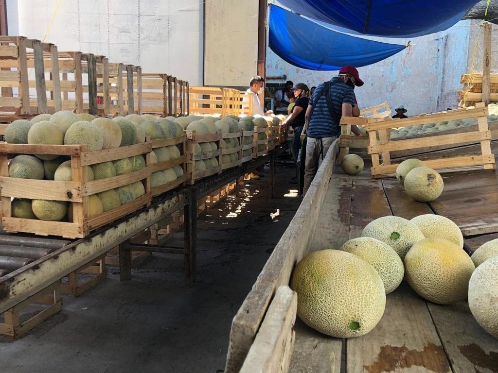 En Tlahualilo se produjeron unas 12 mil toneladas de excedente de melón, lo que tumbó el precio hasta los 80 centavos por kilogramo. (EL SIGLO DE TORREÓN)