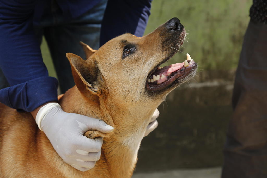 La Dirección de Salud Municipal de Saltillo informó que con el objetivo de aminorar el número de perros callejeros, se dio inicio a un programa de esterilización en el cual han logrado atender a mil perros, en los cuales se invirtieron cien mil pesos. (ARCHIVO)