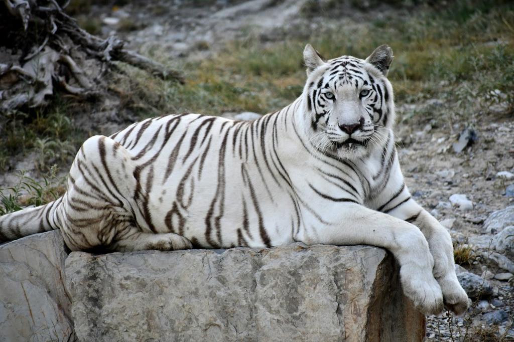 El zoológico de Monclova se está convirtiendo en un atractivo turístico de la ciudad.
