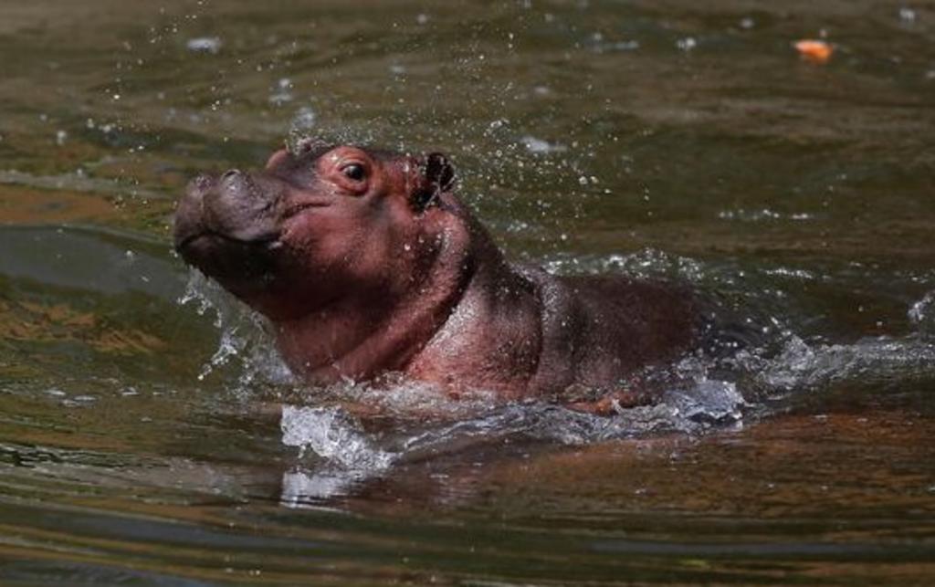 Una cría de hipopótamo de río de casi 50 kilos, una especie en peligro de extinción, es resguardada y cuidada en el zoológico de Guadalajara (oeste de México) como la principal atracción.