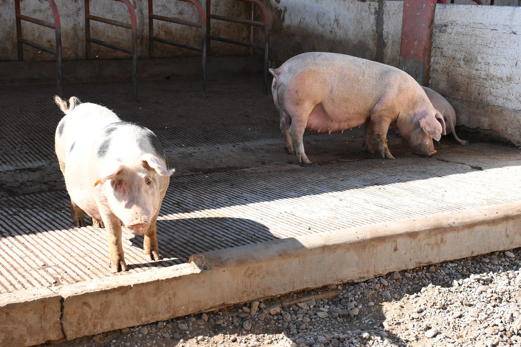 El Organismo Internacional Regional de Sanidad Agropecuaria (Oirsa) alertó este jueves a Centroamérica y México sobre un brote de peste porcina africana (PPA) detectada el miércoles en República Dominicana. (ARCHIVO)