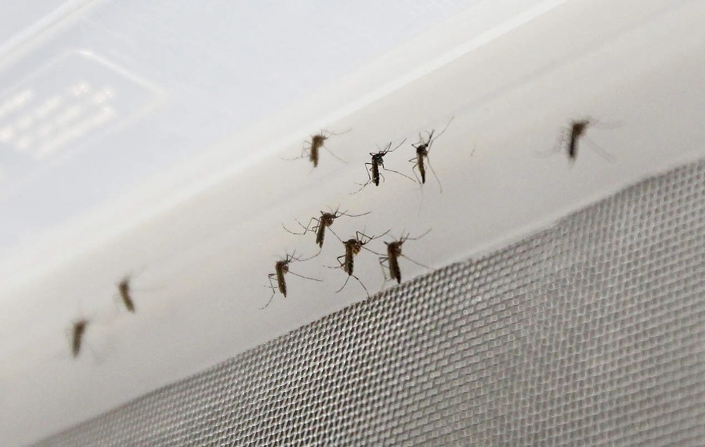 Los síntomas del dengue se presentan al cabo de un periodo de incubación de 4 a 10 días después de la picadura de un mosquito.