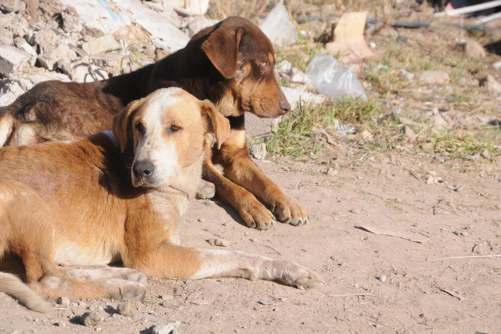 En una semana, alrededor de 10 perros han muerto en esta área por motivos similares. (ARCHIVO)