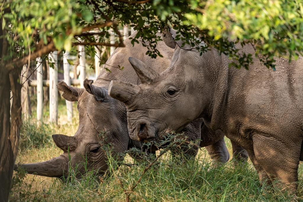 Según informó este sábado el Ministerio de Bosques, Pesca y Medioambiente sudafricano en un comunicado, desde enero hasta el final de junio de este año, 249 rinocerontes fueron víctimas de la caza furtiva en la nación austral.
(EFE)