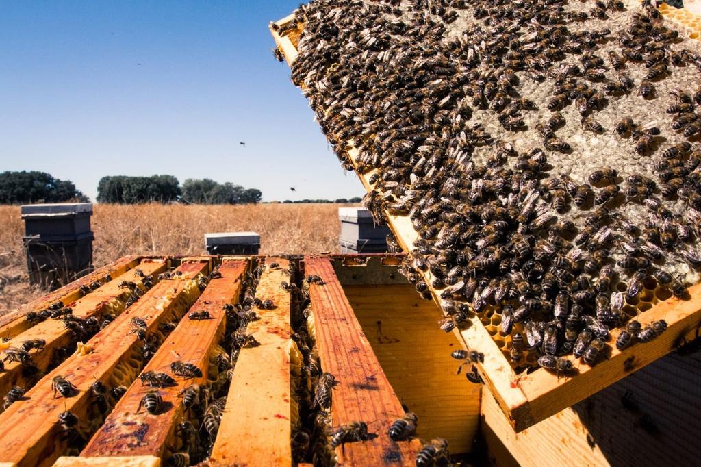 Los apicultores en Guatemala buscan mantener un negocio amigable con el medioambiente en la nación centroamericana pese a las amenazas existentes, como la crisis climática o el reciente envenenamiento de un millón de abejas en una finca en la región central del país. (ARCHIVO) 
