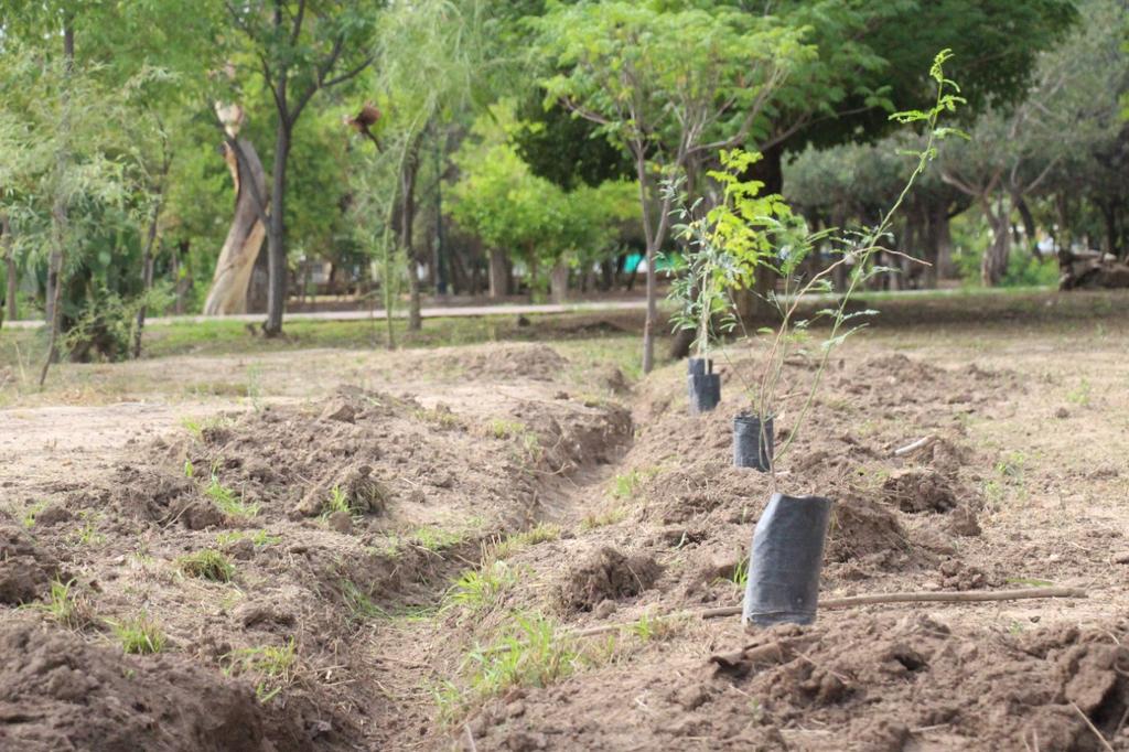 
El titular de la dirección dio a conocer que la meta es plantar 10 mil árboles por año, de tal manera que se realice un censo anual para registrar el incremento progresivo. (ARCHIVO)