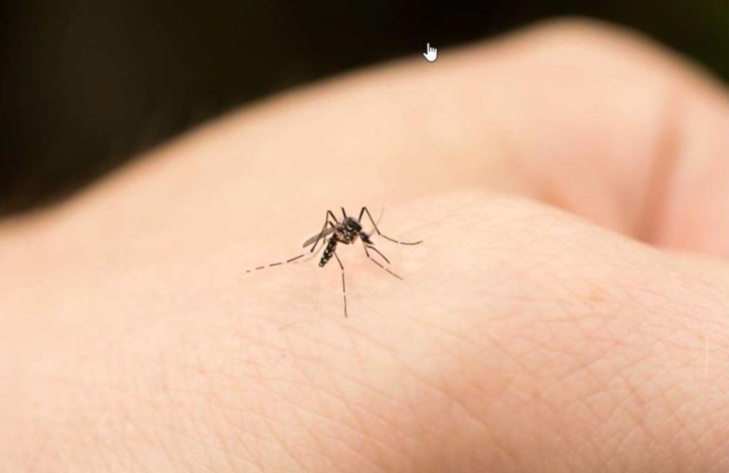 Por las lluvias que se registraron recientemente, personal de la Jurisdicción Sanitaria número siete intensifica las acciones para la prevenir la proliferación del mosquito transmisor del dengue , en los municipios de Francisco I. Madero y San Pedro.
